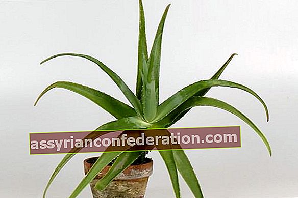 Come viene propagata la pianta di Aloe Vera?